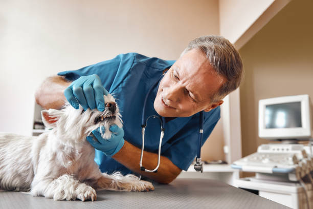 Best Emergency Dentist Near Me  in Chantilly, VA